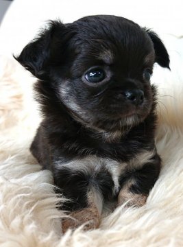 チワワ(ロング)【千葉県・女の子・2019年9月11日・ブラックタン&ホワイト】の写真「優良血統！ほぼブラックでおとなしいです。」