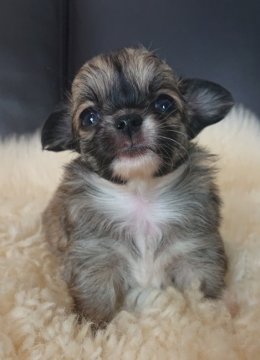 チワワ(ロング)【千葉県・男の子・2020年6月10日・レッド】の写真「⭐JKCチャンピオン直子⭐」