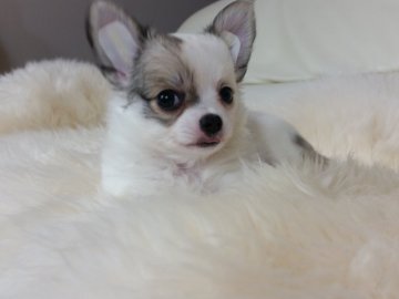 チワワ(ロング)【千葉県・女の子・2018年8月6日・ホワイト&フォーン】の写真「☆JKCチャンピオン直子☆」