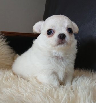 チワワ(ロング)【千葉県・男の子・2020年4月3日・ホワイト&クリーム】の写真「☆優良血統☆フワモコ5兄妹(´꒳｀)」