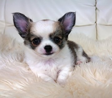 チワワ(ロング)【千葉県・男の子・2019年4月18日・フォーン&ホワイト】の写真「⭐JKCチャンピオン直子⭐」