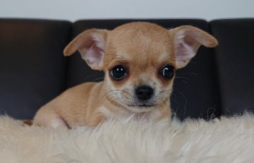 チワワ(スムース)【千葉県・女の子・2020年3月31日・レッド】の写真「☆JKCチャンピオン直子☆」