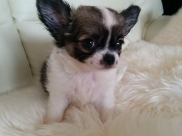 チワワ(ロング)【千葉県・男の子・2017年6月15日・セーブル&ホワイト】の写真「★お父さんJKCチャンピオン！！★」