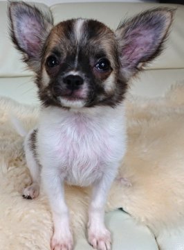 チワワ(ロング)【千葉県・女の子・2019年4月24日・フォーン&ホワイト】の写真「⭐JKCチャンピオン直子⭐」