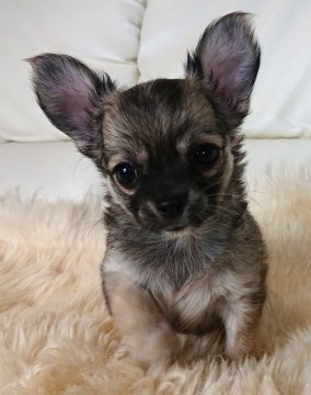 チワワ(ロング)【千葉県・女の子・2019年11月17日・フォーン】の写真「☆JKCチャンピオン直子☆」