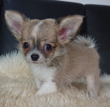 チワワ(ロング)【千葉県・男の子・2020年8月26日・イザベラ&ホワイト】の写真「♥優良血統♥神秘的な毛色✨」