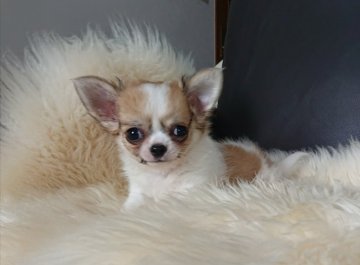 チワワ(ロング)【千葉県・男の子・2020年8月29日・フォーン&ホワイト】の写真「☆JKCチャンピオン直子☆」