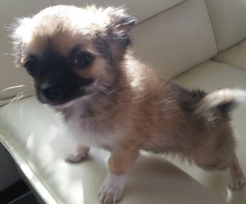 チワワ(ロング)【千葉県・男の子・2016年10月28日・フォーンセーブル&ホワイト】の写真「★JKCチャンピオンのパパと可愛いママのベビー♪」