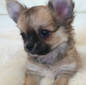 チワワ(ロング)【千葉県・男の子・2018年4月24日・レッド】の写真「☆JKCチャンピオン直子☆」