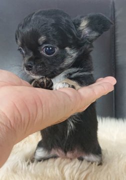 チワワ(ロング)【千葉県・女の子・2021年12月15日・ブラック&タン】の写真「性格✨ピカイチママ✨のお嬢様💝」