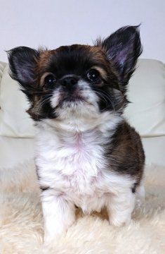 チワワ(ロング)【千葉県・男の子・2019年2月4日・レッド&ホワイト】の写真「⭐JKCチャンピオン直子⭐」