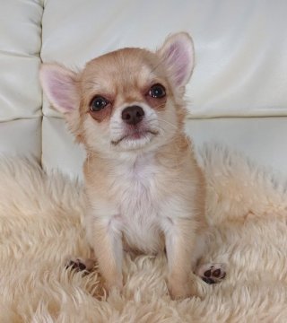 チワワ(ロング)【千葉県・女の子・2019年11月17日・クリーム】の写真「☆JKCチャンピオン直子☆」