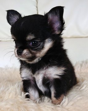 チワワ(ロング)【千葉県・女の子・2019年9月11日・ブラックタン&ホワイト】の写真「優良血統で日増しに💓可愛くなっていきます😆」