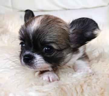 チワワ(ロング)【千葉県・男の子・2019年4月2日・フォーン&ホワイトマーキングス】の写真「抜群の可愛いさ❤️イチオシです😆」