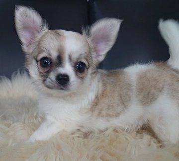 チワワ(ロング)【千葉県・女の子・2020年11月17日・フォーン&ホワイト】の写真「☆JKCチャンピオン直子☆」