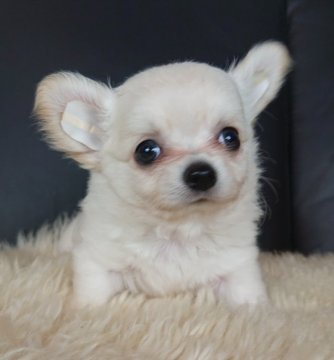 チワワ(ロング)【千葉県・男の子・2020年4月3日・ホワイト&クリーム】の写真「☆優良血統☆フワモコ5兄妹(´꒳｀)」