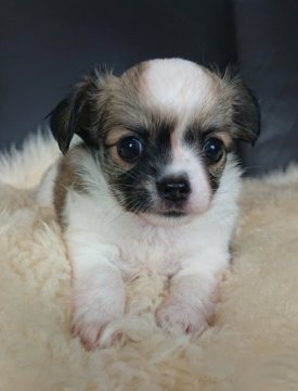 チワワ(ロング)【千葉県・男の子・2020年6月10日・フォーン&ホワイト】の写真「⭐JKCチャンピオン直子⭐」