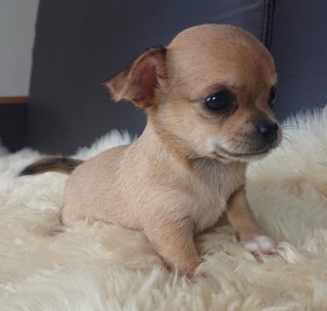 チワワ(スムース)【千葉県・女の子・2020年10月28日・レッド】の写真「☆JKCチャンピオン直子☆」