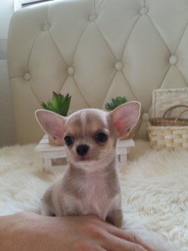 チワワ(スムース)【千葉県・男の子・2016年3月6日・ブルーフォーン&ホワイト】の写真「★祖父母がインターナショナルチャンピオンの良血統★」