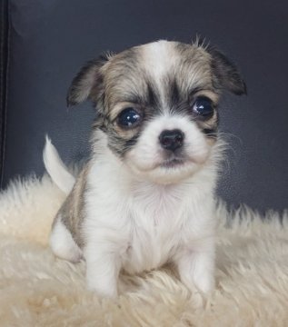 チワワ(ロング)【千葉県・女の子・2020年10月28日・フォーン&ホワイト】の写真「☆JKCチャンピオン直子☆」