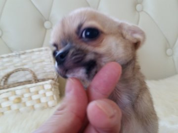 チワワ(スムース)【千葉県・男の子・2016年3月8日・フォーン】の写真「★2012年チワワ・オス日本チャンピオン直子★」