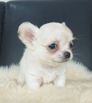 チワワ(ロング)【千葉県・女の子・2020年10月17日・クリーム&ホワイト】の写真「☆優良血統☆フワモコ4兄妹」