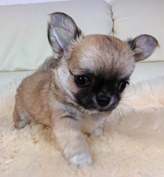 チワワ(ロング)【千葉県・男の子・2018年11月16日・フォーン】の写真「☆JKCチャンピオン直子☆」