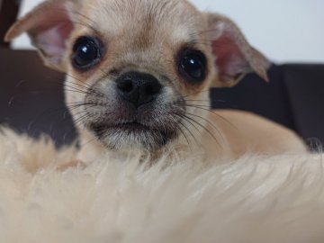 チワワ(スムース)【千葉県・男の子・2020年3月31日・フォーン】の写真「☆JKCチャンピオン直子☆」