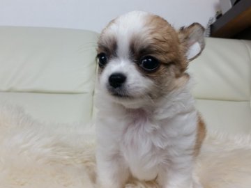 チワワ(ロング)【千葉県・女の子・2018年4月24日・フォーン&ホワイト】の写真「☆JKCチャンピオン直子☆」