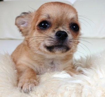 チワワ(ロング)【千葉県・男の子・2018年8月6日・フォーン】の写真「☆特選☆とっても可愛い男の子💖」