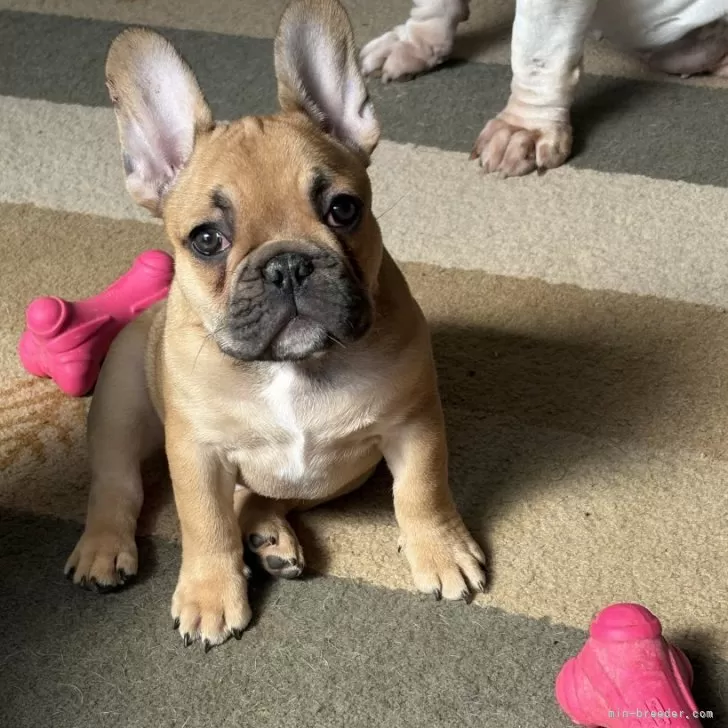 ID：2501-06047の子犬