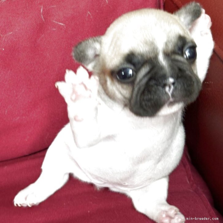 フレンチブルドッグ【大阪府・女の子・2025年5月15日・フォーンパイド