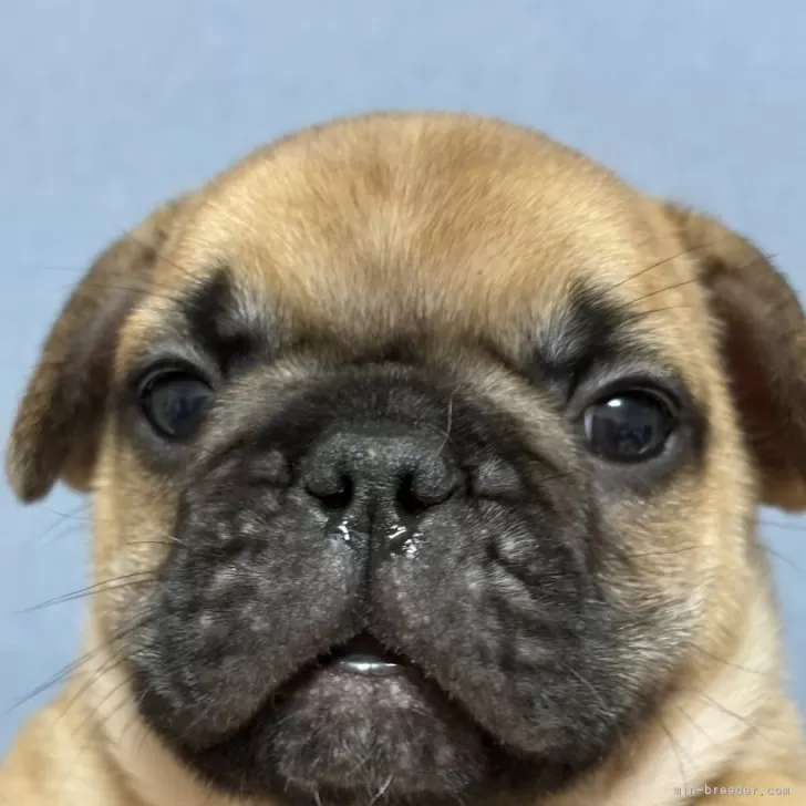 ID：2412-04960の子犬