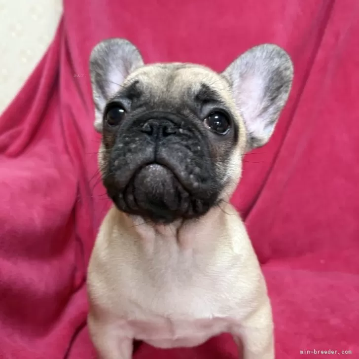 ID:2412-07516の子犬