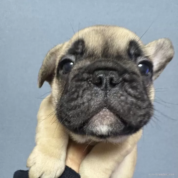 ID:2411-06213の子犬