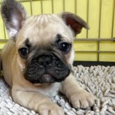 フレンチブルドッグ