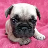 フレンチブルドッグ