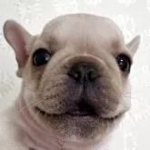 フレンチブルドッグ