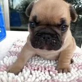 フレンチブルドッグ