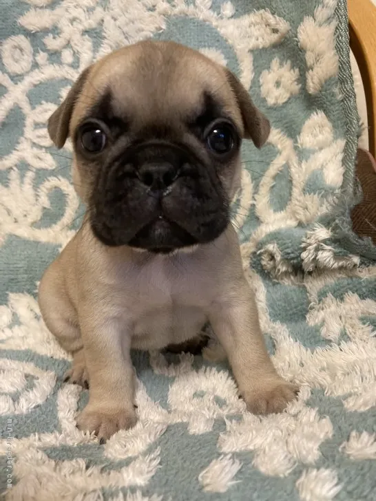 R.I 様のお迎えした子犬