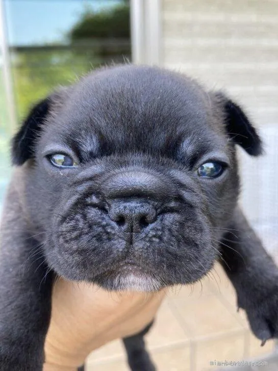 ID:2206-01483の子犬