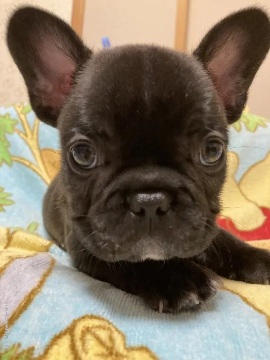 ID:2106-00611の子犬
