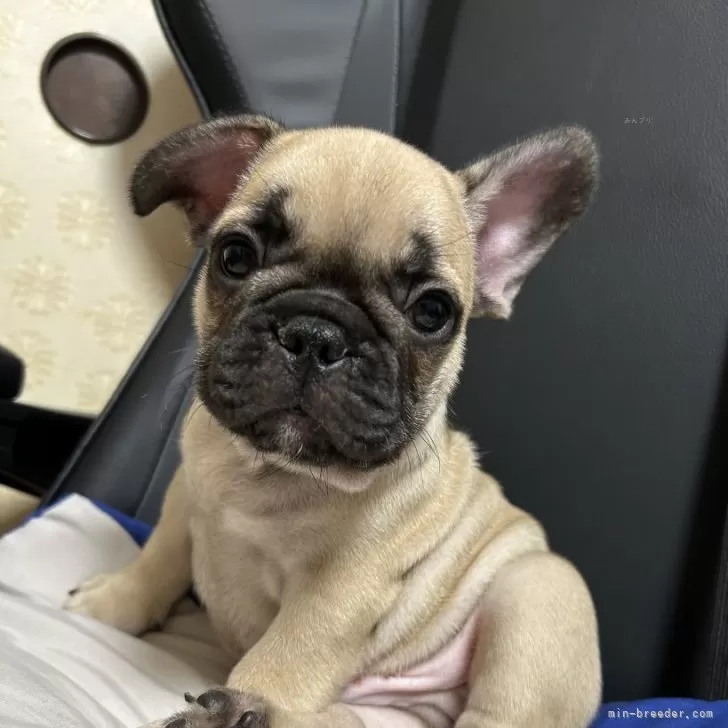 K.Y 様のお迎えした子犬