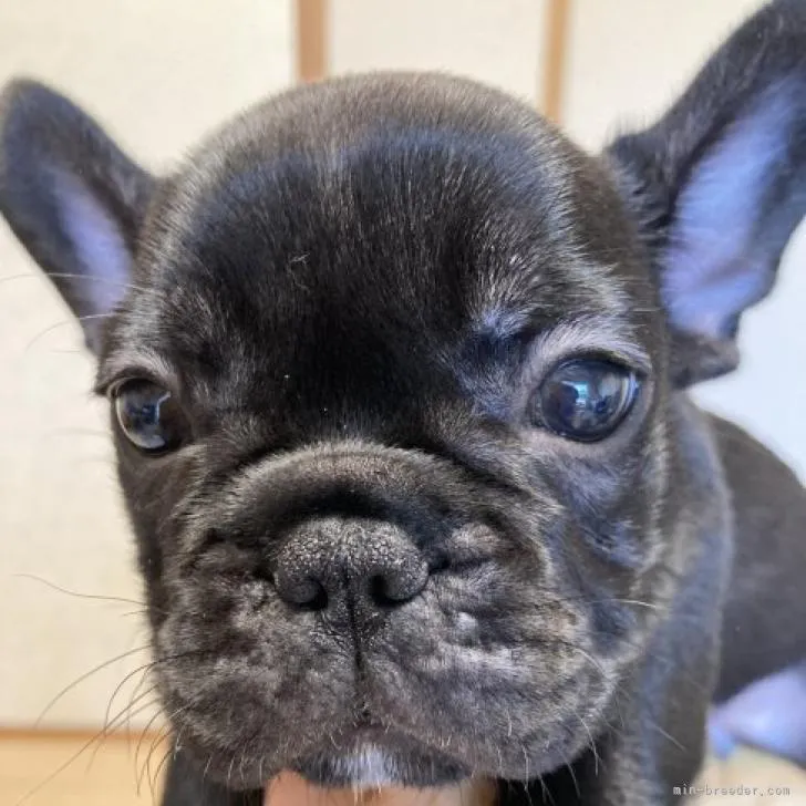 ID:2206-03494の子犬