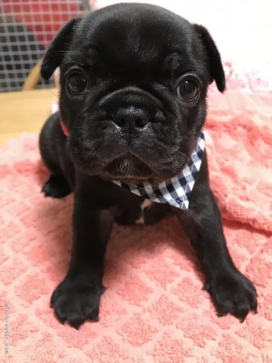 ID：1908-02943の子犬