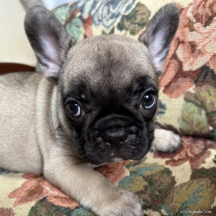 ID:2309-00744の子犬
