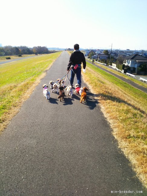 毎日の運動は目の前の淀川で。｜荒木　麻子(あらき　あさこ)ブリーダー(大阪府・シーズー・JKC登録)の紹介写真2