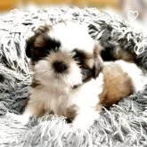 シーズー【大阪府・男の子・2025年9月24日・ゴールド&ホワイト】の写真1