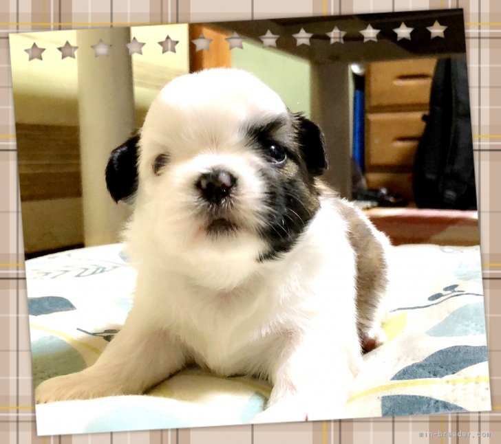 ID:1805-02068の子犬