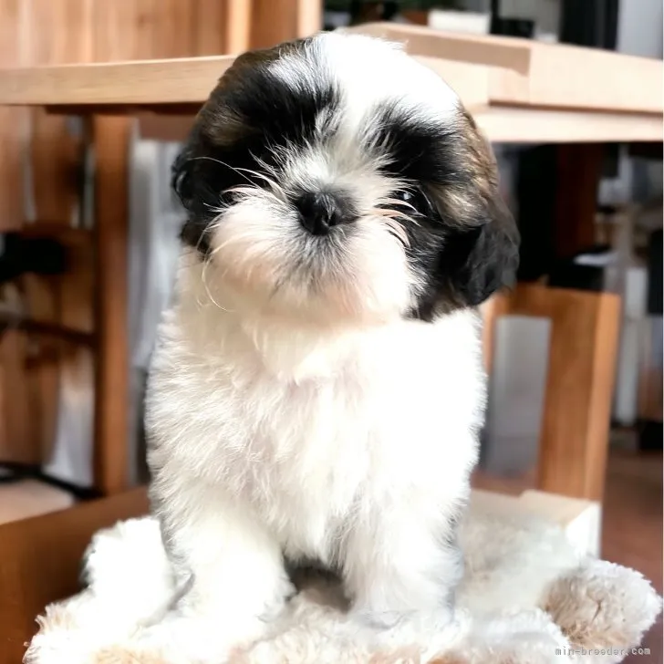 ID:2307-06835の子犬